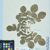 CIP 761130 herbarium