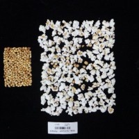 Popped and not popped comparison labeled.jpg