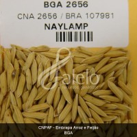 BRA00001727-7.JPG