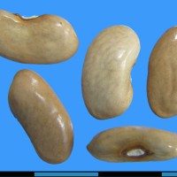 G52322 seed.jpg