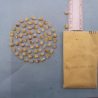 CIMMYTMA 7377 - Reference inventory.jpg