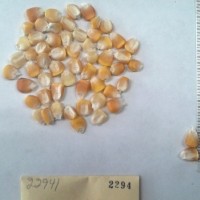 CIMMYTMA 2294 - Reference Inventory.jpg