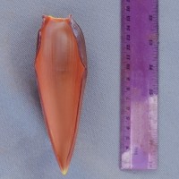 6.5.2 - Bract apex shape