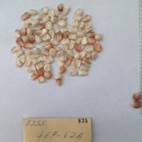 CIMMYTMA 835 - Reference Inventory.jpg