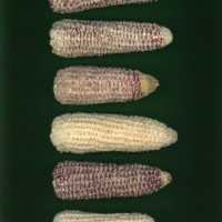 CIMMYTMA 2421 CUBA 159 AF21A 0903 63 C2750 _compress.jpg