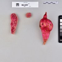 CIP 420156 (root).jpg