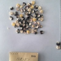 CIMMYTMA 888 - Reference Inventory.jpg