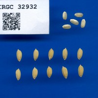 IRGC 32932 Seed Photo