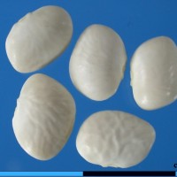 G40143 seed.jpg