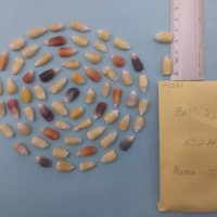 CIMMYTMA 7529 - Reference inventory.jpg