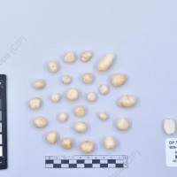 CIP 762915_SSTH 7397_agu_T_2024.jpg