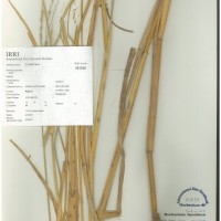 IRGC 101330 Herbarium