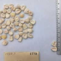 CIMMYTMA 1773 - Reference Inventory.jpg