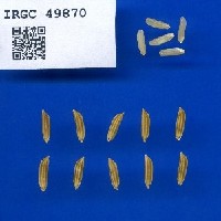 IRGC 49870 Seed Photo