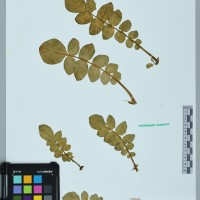 200310_OCHS 11818 CIP 761027.JPG