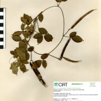 15417 herbarium