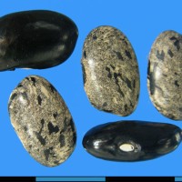 G16396 seed.jpg