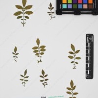 CIP 762915_SSTH 7397_05.jpg