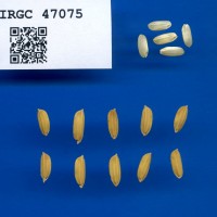 IRGC 47075 Seed Photo
