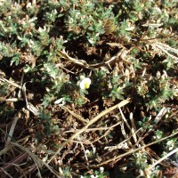 Stylosanthes mexicana 11049 flower.JPG