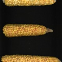 CIMMYTMA 6268 BOLI 1063 AF17A-0903-96 E.jpg