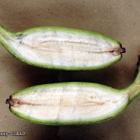 6.7.18 - Pulpe colour before maturity