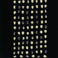 CIMMYTMA 747 CHIS 76 AF18A-0903-154 K.jpg