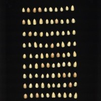 CIMMYTMA 15481 BRAZ BA017 AF22A-0903-153 k_compress.jpg