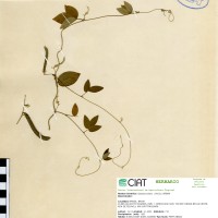 8966 herbarium
