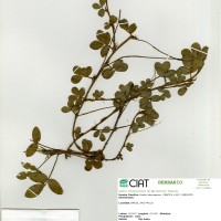 22363 herbarium