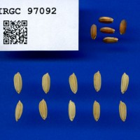 IRGC 97092 Seed Photo