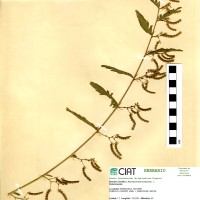 18234 herbarium