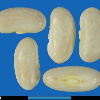 G18200A seed.jpg