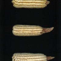 CIMMYTMA 27524 GUAT 1016 PV22A-1903-243 E1810 _compress.jpg