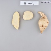 CIP 400070 (root).jpg