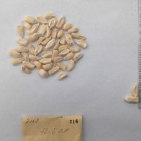 CIMMYTMA 216 - Reference Inventory.jpg