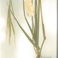 IRGC 81844 Herbarium