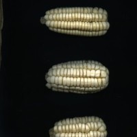 CIMMYTMA 32193 JUN. 539 TC19U-2902-118 E1.jpg