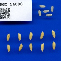 IRGC 54098 Seed Photo