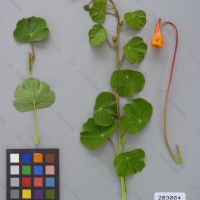 CIP 203004 Herbarium