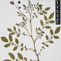 CIP 763474_OCHS 12061a_07.jpg