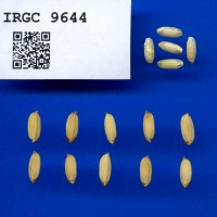 IRGC 9644 Seed Photo