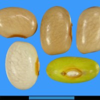 G11071 seed