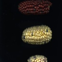 CIMMYTMA 24946 TAC33 TC22U-2903-143 E.jpg