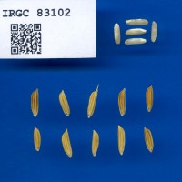 IRGC 83102 Seed Photo