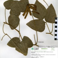 18820 herbarium