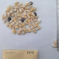 CIMMYTMA 1473 - Reference Inventory.jpg