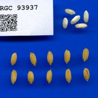 IRGC 93937 Seed Photo