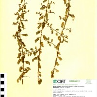 8933 herbarium