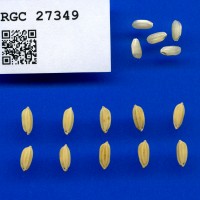 IRGC 27349 Seed Photo